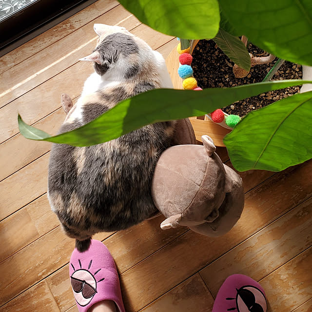 kumutanさんの実例写真