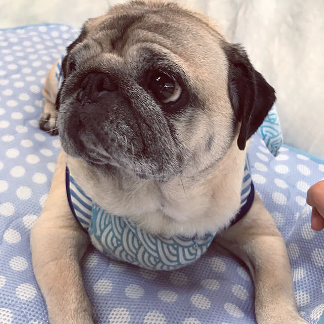 chacoさんの実例写真