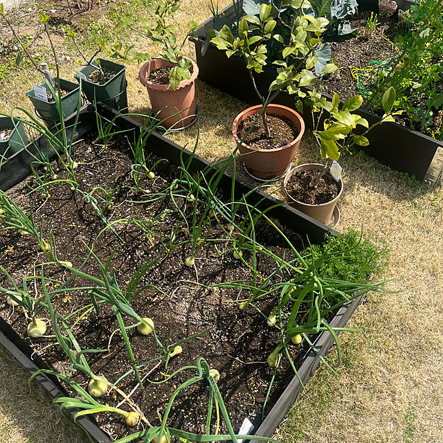 Virolさんの実例写真