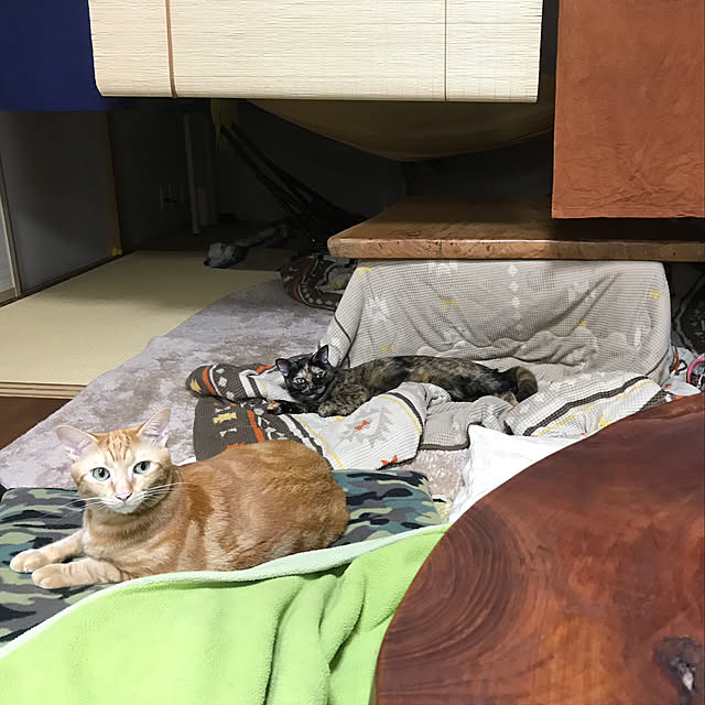tornadeさんの実例写真