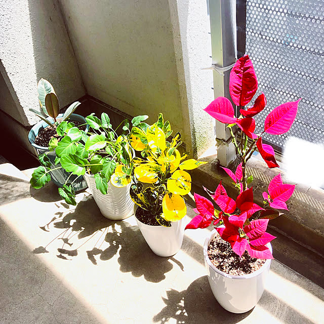 部屋全体/多肉植物のある生活/多肉植物のある暮らし/多肉植物/ストレリチア・オーガスタ...などのインテリア実例 - 2024-07-04 22:04:43