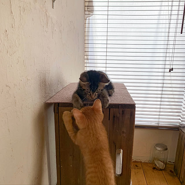 rijuさんの実例写真