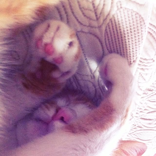 mamipokoさんの実例写真