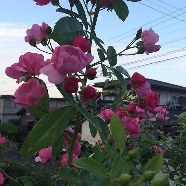 amiさんの実例写真