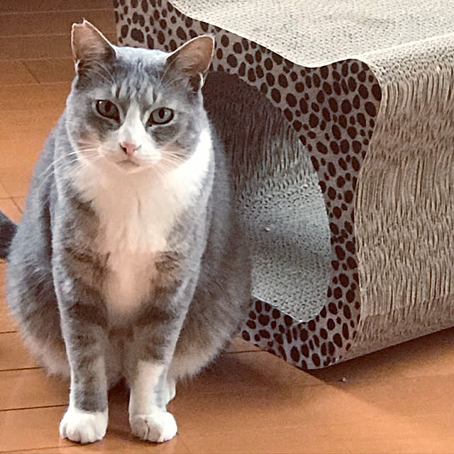 Yokoさんの実例写真