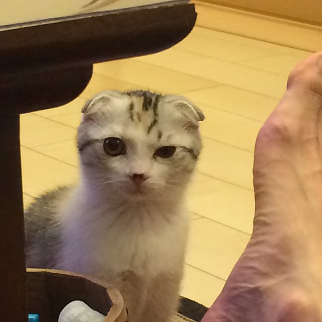 yokkochanさんの実例写真