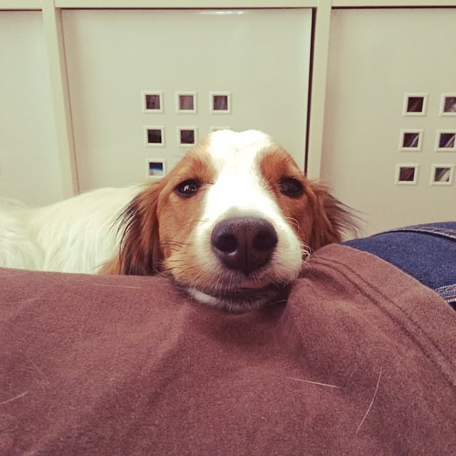 cielpontさんの実例写真
