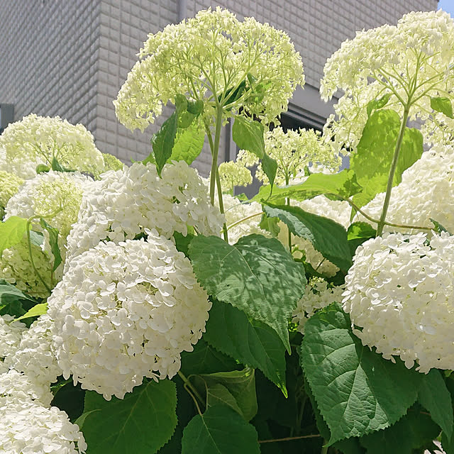 souさんの実例写真
