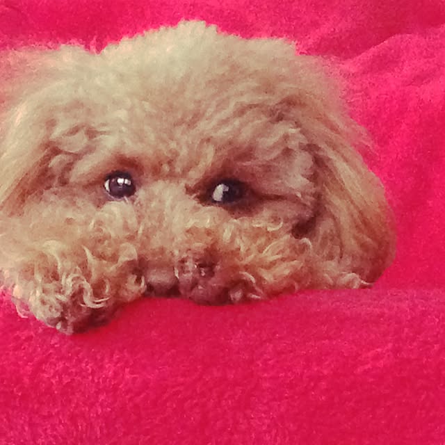 cocoさんの実例写真