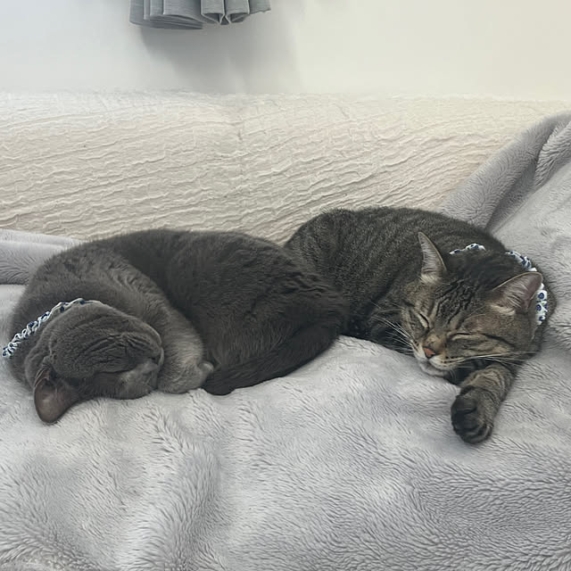 ronさんの実例写真