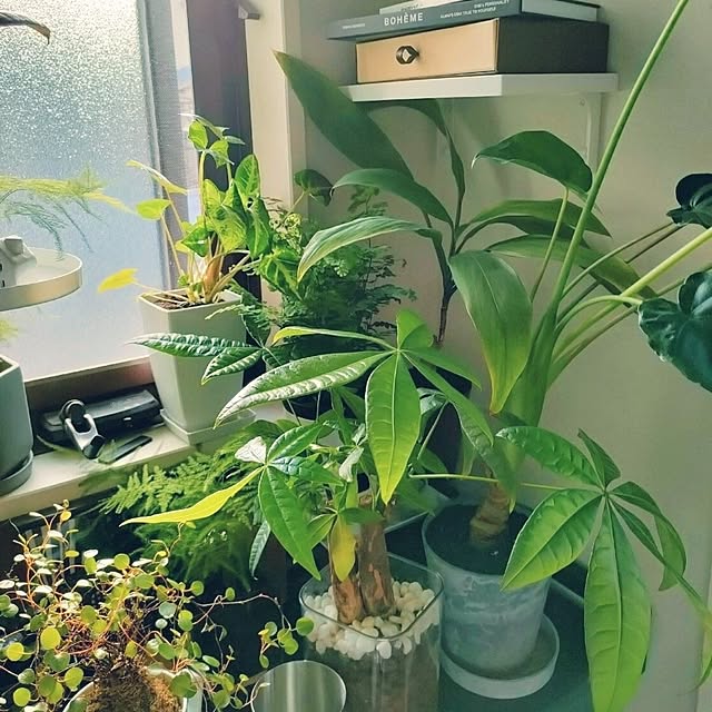 napiさんの部屋