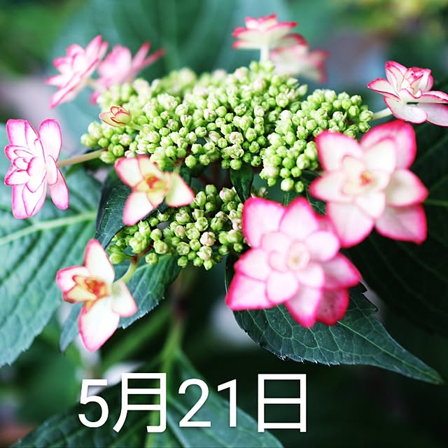 hanacocoさんの部屋