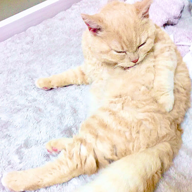 naokoさんの実例写真