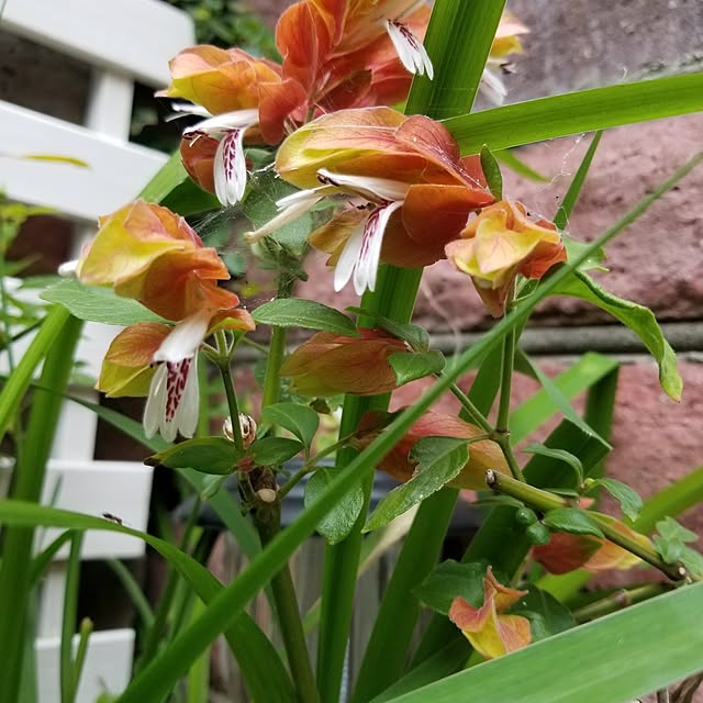 midoriさんの部屋