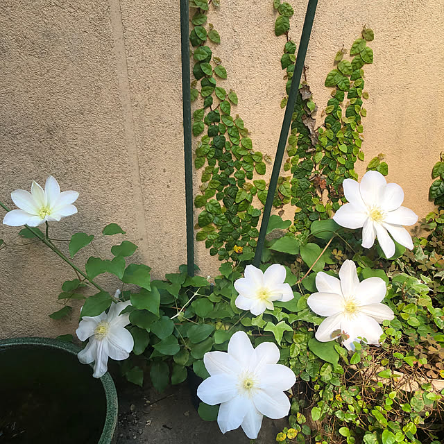 fumikoiさんの実例写真