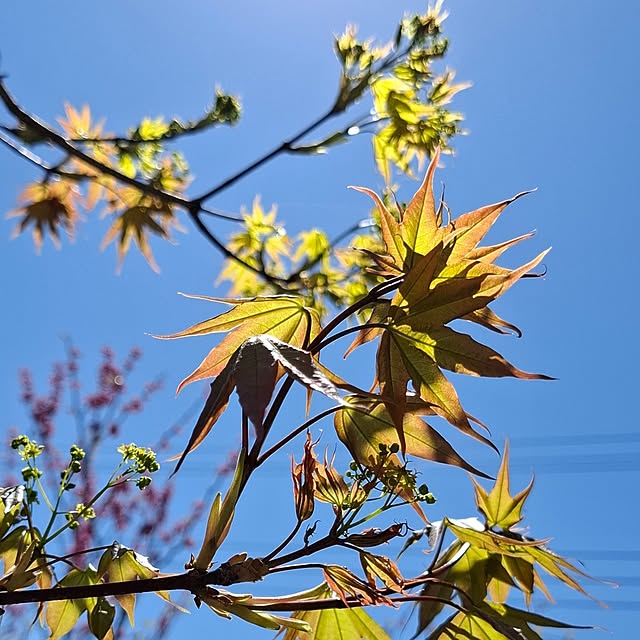 midoriさんの部屋