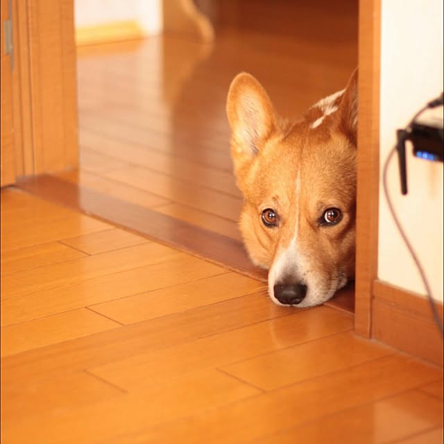 noraさんの実例写真