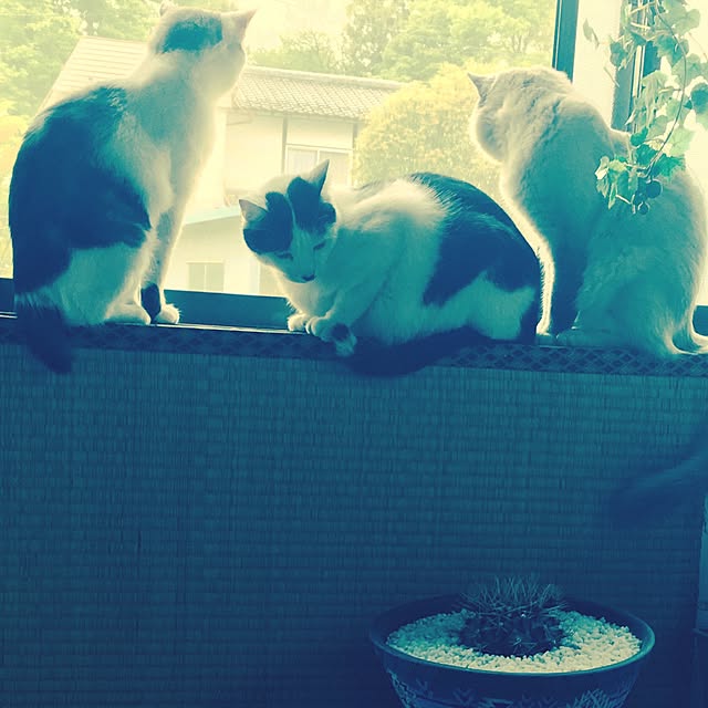 キッチン/多肉植物のインテリア実例 - 2017-05-15 21:35:27