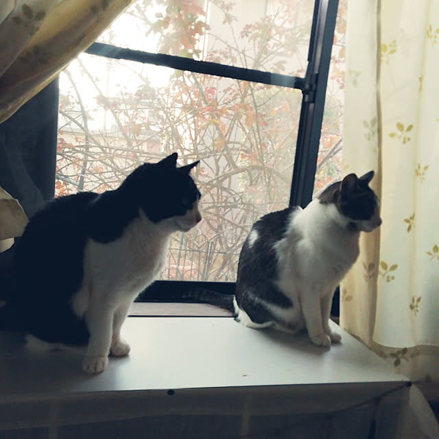 Tomopさんの実例写真
