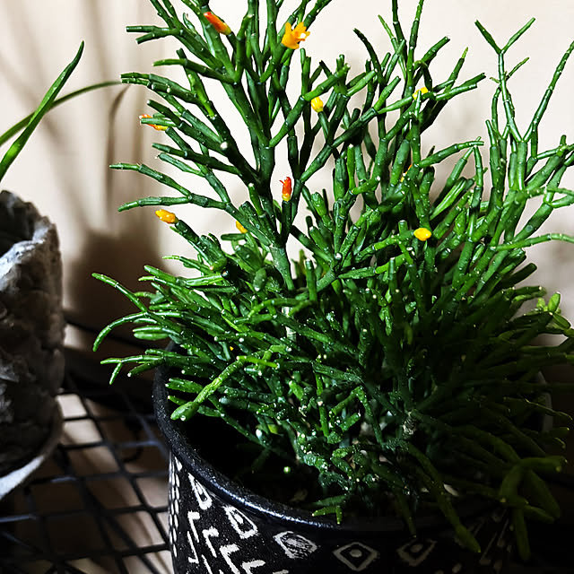 rintarotantan7さんの部屋