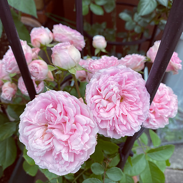 RoseLife5818さんの実例写真
