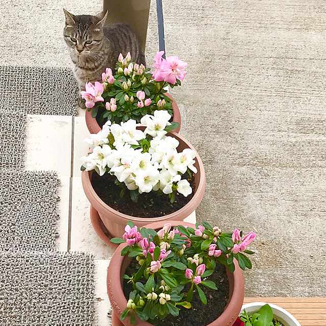 Shinさんの実例写真