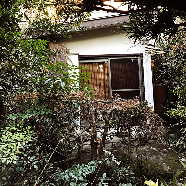 neko-2.2.2runmuさんの実例写真
