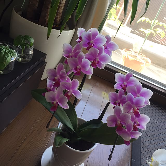 aimer_amuさんの実例写真