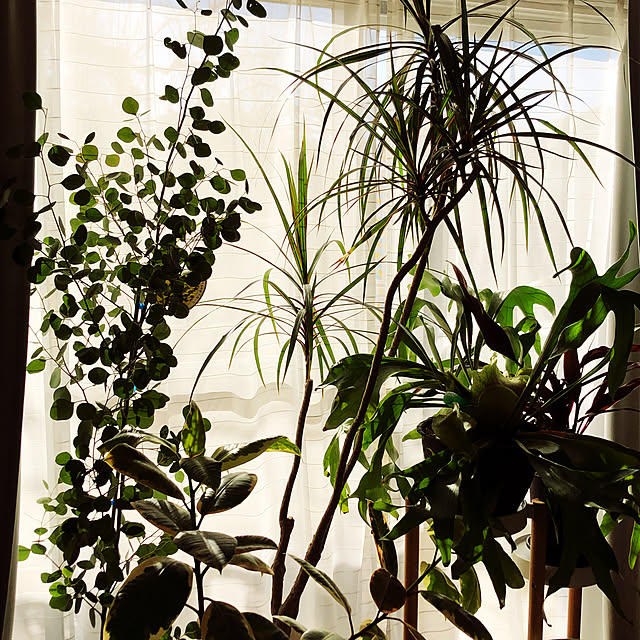 リフォーム/植物のある暮らし/築30年越え/植物/木製...などのインテリア実例 - 2020-12-18 09:20:35