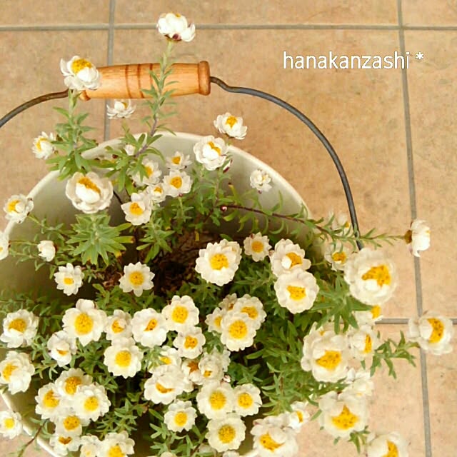 mayutan.さんの実例写真