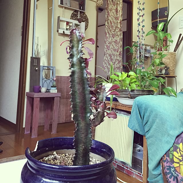 Norikoさんの実例写真