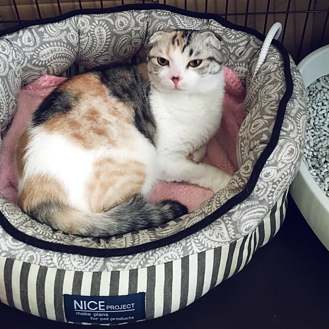 yokkochanさんの実例写真