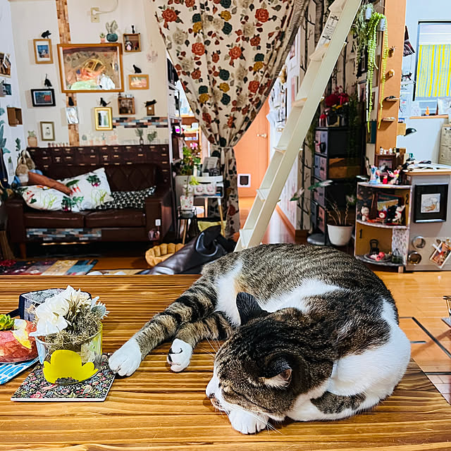jijiさんの実例写真