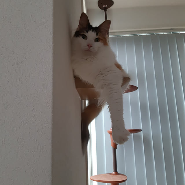maaさんの実例写真