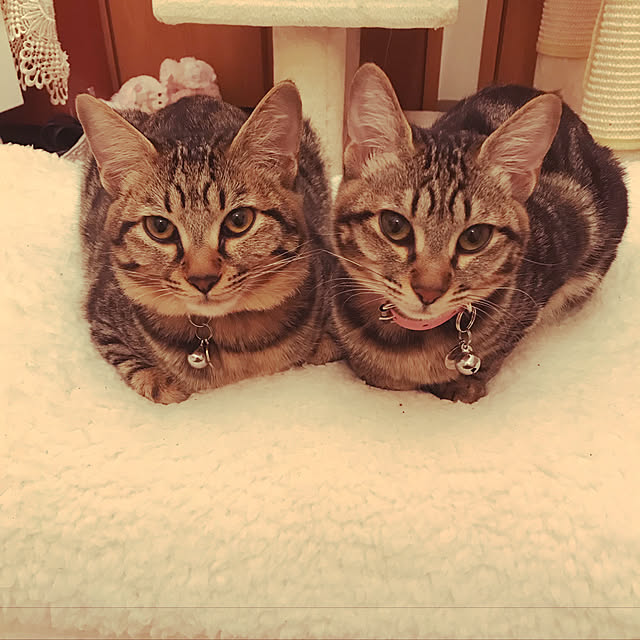 emikoさんの実例写真