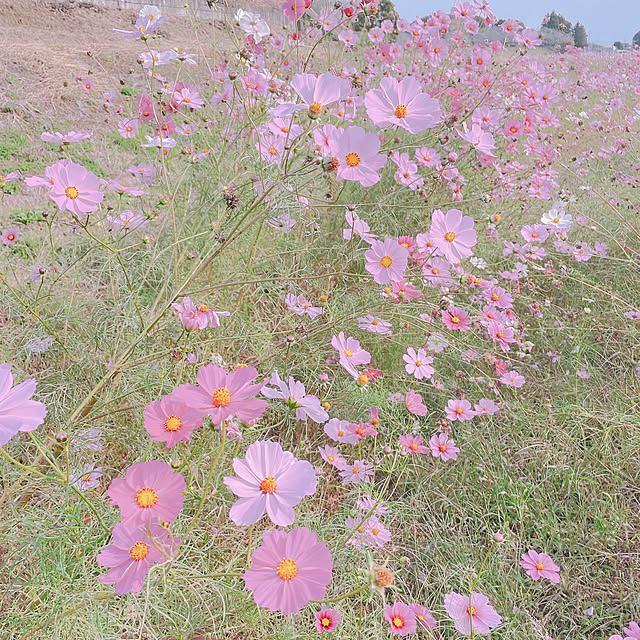 akiko-ovさんの部屋