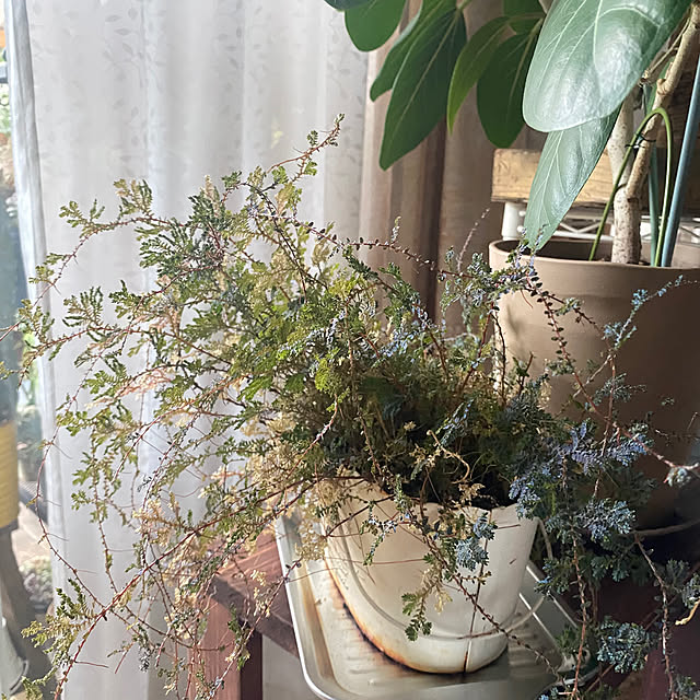 mintteaさんの部屋