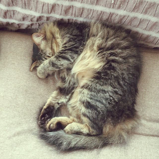 yuki0511さんの実例写真