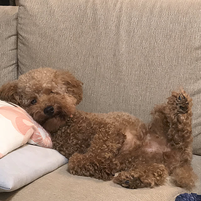 yullyさんの実例写真