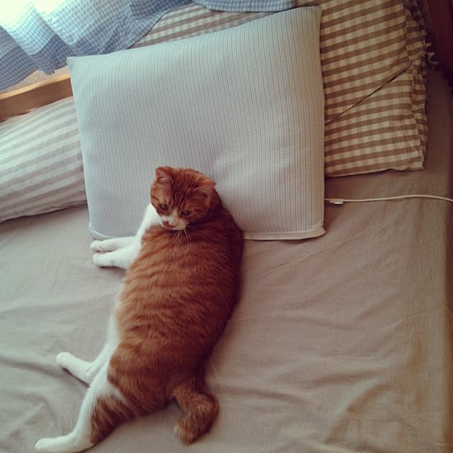 pikkariさんの実例写真
