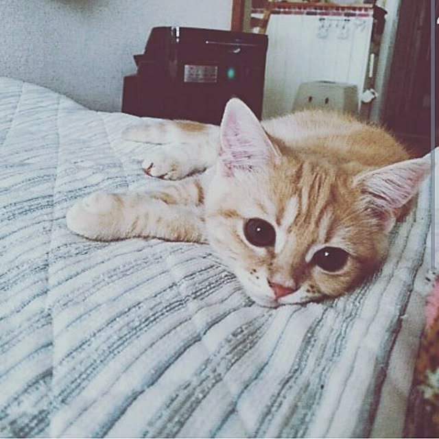 mntcさんの実例写真