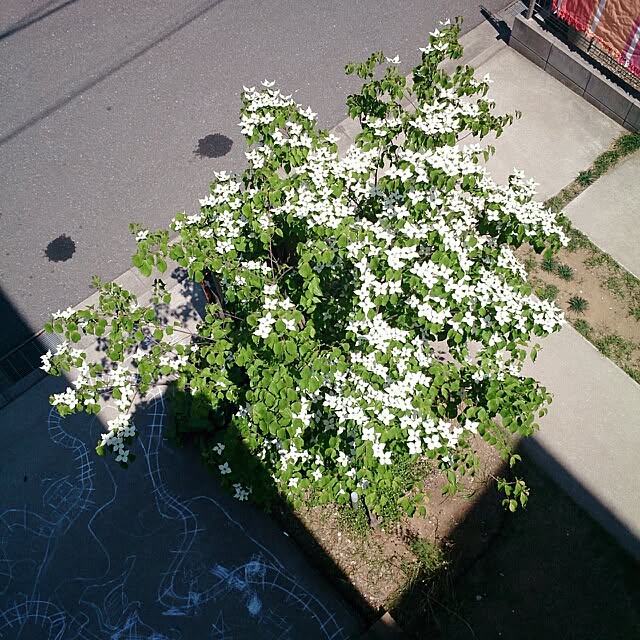 urchinさんの実例写真