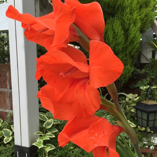 **yuu**さんの実例写真