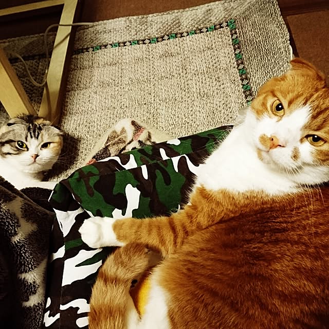 Sachiさんの実例写真