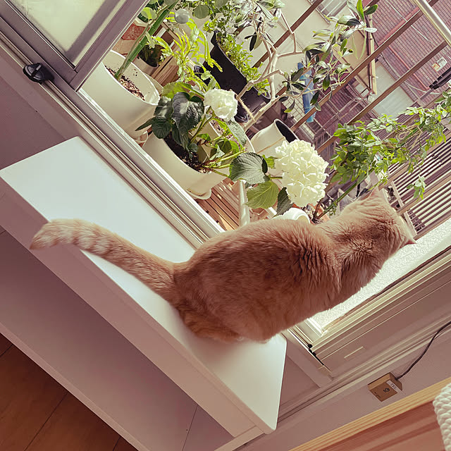 lippieさんの実例写真