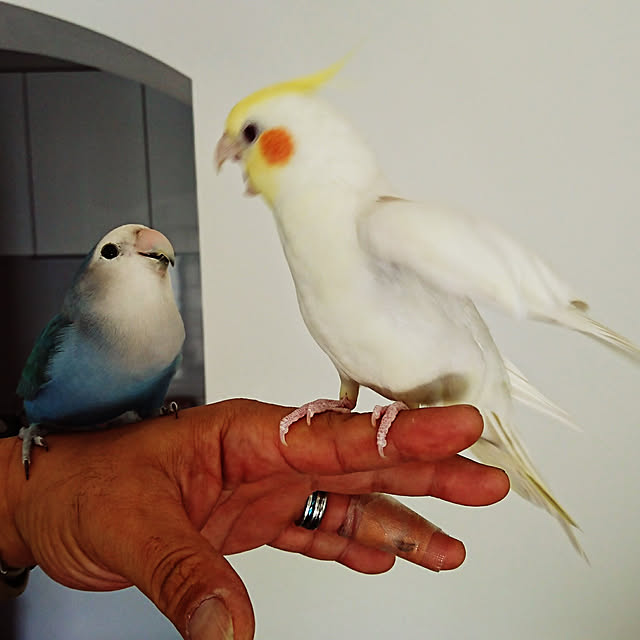 MIUOOさんの実例写真