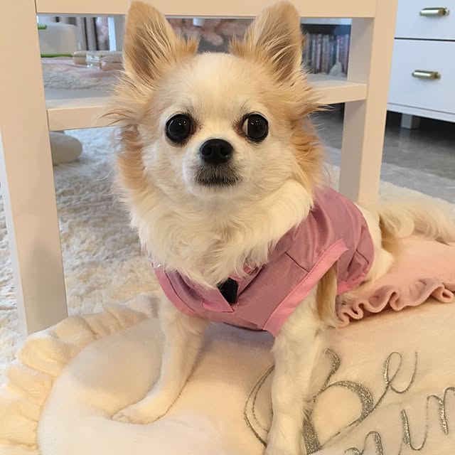 anchovyさんの実例写真