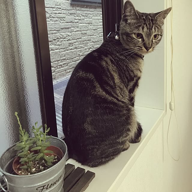 sakuraさんの実例写真