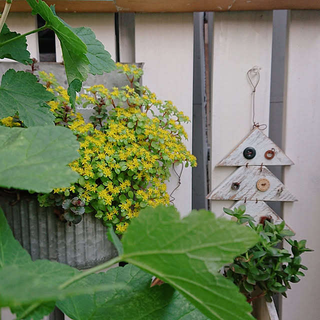 naopyiさんの実例写真