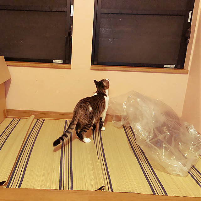 jijiさんの実例写真